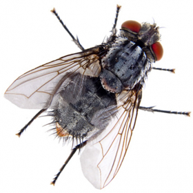 couverture jeu vidéo The Fly Swatter