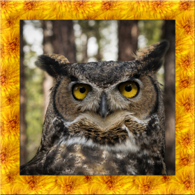 couverture jeu vidéo Tiger Owl Simulator