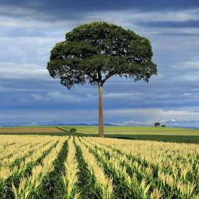 couverture jeu vidéo Tile Swap Landscape