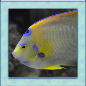 couverture jeu vidéo Tropical Fish Simulator 3D