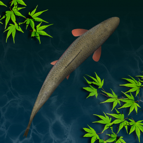 couverture jeu vidéo Trout River