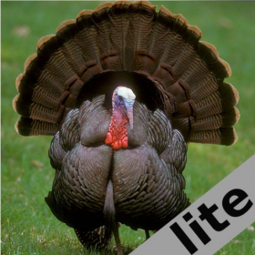 couverture jeu vidéo Turkey Calls lite