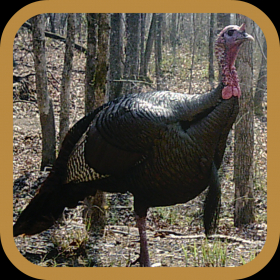 couverture jeu vidéo Turkey Hunter Pro