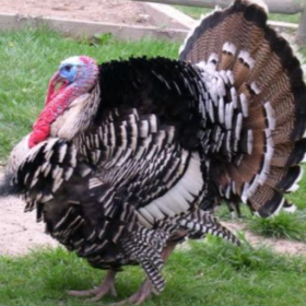 couverture jeu vidéo Turkey Tap