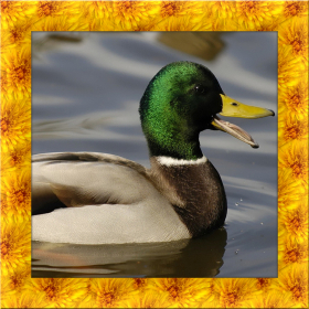 couverture jeu vidéo Wild Duck Simulator