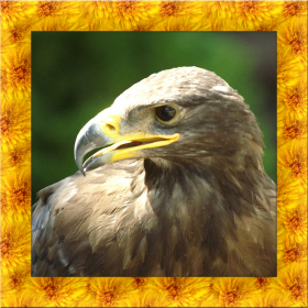 couverture jeu vidéo Wild Golden Eagle Simulator