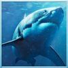 couverture jeu vidéo Wild Shark Revenge 2016