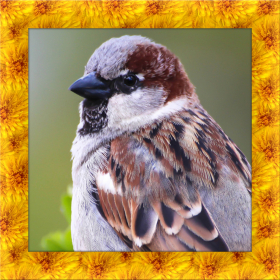 couverture jeu vidéo Wild Sparrow Simulator
