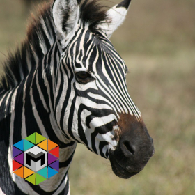 couverture jeu vidéo Zebra Simulator