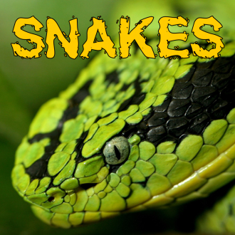 extrait jeux-video A Snake Puzzles Game