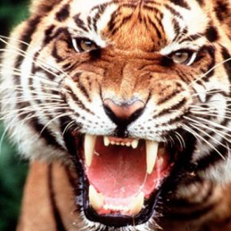 extrait jeux-video Animal SoundBox Lite