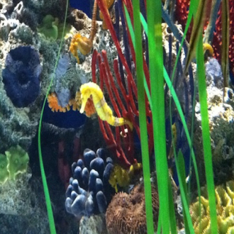 extrait jeux-video Aqua HD