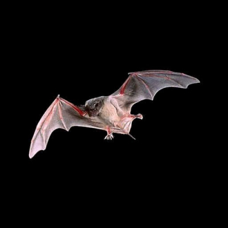 extrait jeux-video Bats