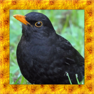 extrait jeux-video Blackbird Simulator