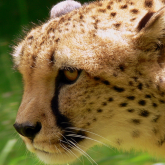 extrait jeux-video Cheetah Attack!