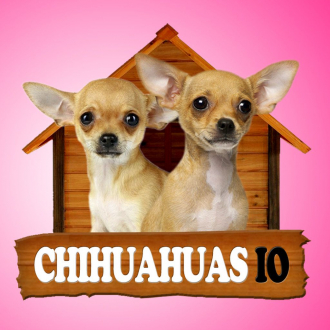 extrait jeux-video Chihuahuas IO