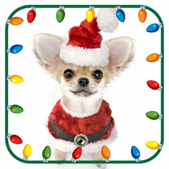 extrait jeux-video Christmas Animal Photo Booth
