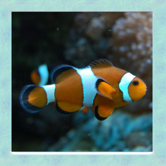 extrait jeux-video Clown Fish Simulator