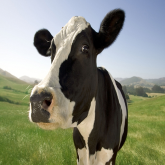 extrait jeux-video Cow or Turtle?!