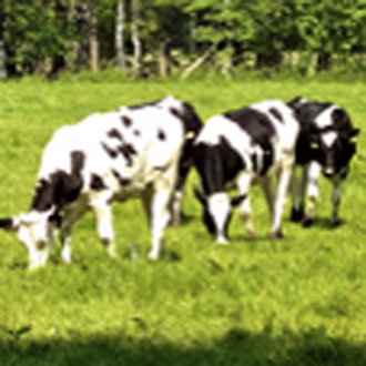 extrait jeux-video Cow Tipping With Marius