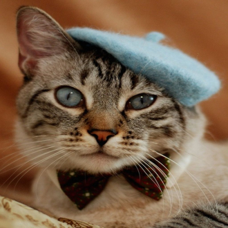 extrait jeux-video Cute Cats Puzzle - Hats On Cats