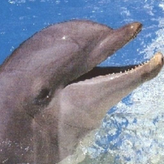 extrait jeux-video Dolphin