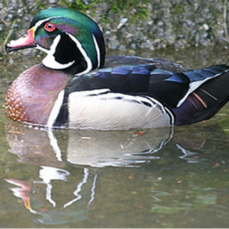 extrait jeux-video Duck Calls