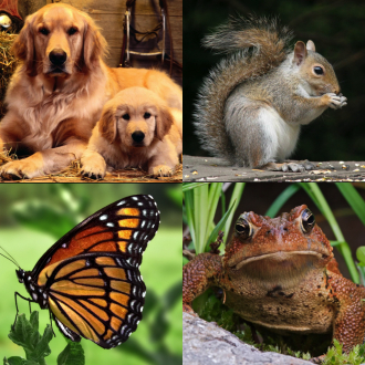 extrait jeux-video English Lesson of Creatures for Grade A Kids