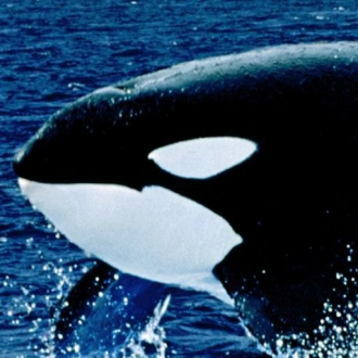 extrait jeux-video Feed Killer