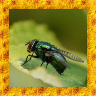 extrait jeux-video Fly Simulator 3D