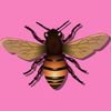 extrait jeux-video Fly Solitaire