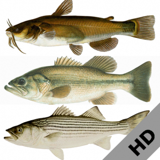 extrait jeux-video Freshwater Fish ID South(HD)