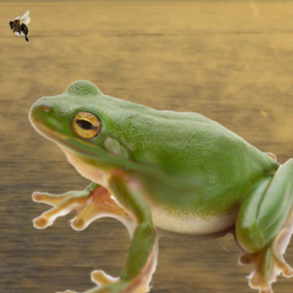 extrait jeux-video Frog Hopper - Fun Lily Pad Jumping Game