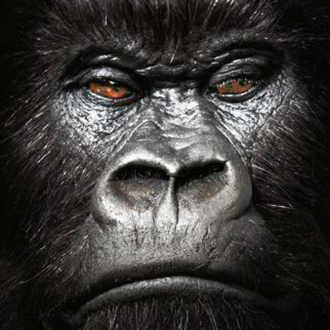 extrait jeux-video Gorilla: Empire State Run