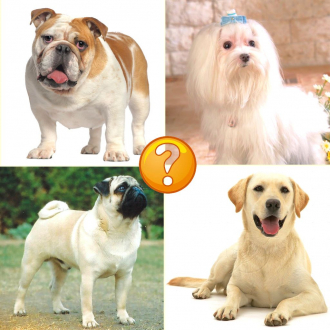 extrait jeux-video Guess Puppy Breed: Reveal Wolf Dog Breed Like Poodle & Labrador