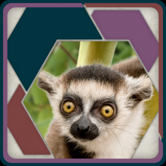 extrait jeux-video HexSaw - Zoo