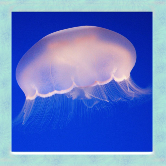 extrait jeux-video Jellyfish Simulator 3D