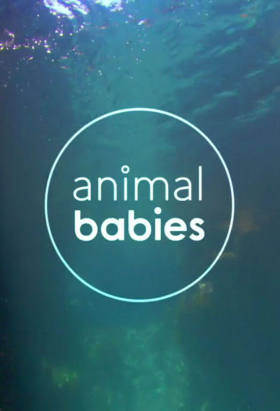 couverture film Animal Babies