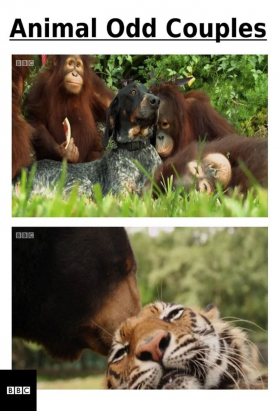 couverture film Animal Odd Couples