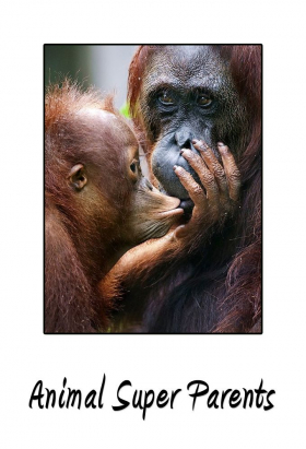 couverture film Animal Super Parents