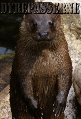 couverture film Hundepatruljen