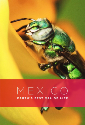 couverture film Mexico: Earth's Festival of Life