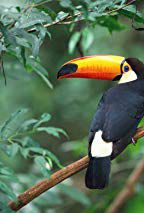 couverture film The Gruen Transfer