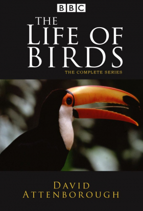 couverture film The Life of Birds