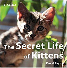 couverture film The Secret Life Of Kittens