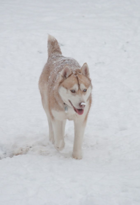 couverture film This is David Gest