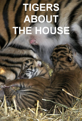 couverture film Tigers About the House