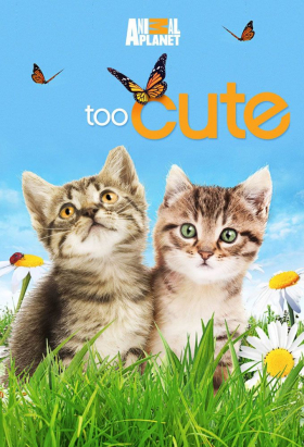 couverture film Too Cute