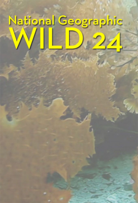 couverture film Wild 24