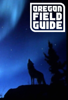 couverture film Wild Isles